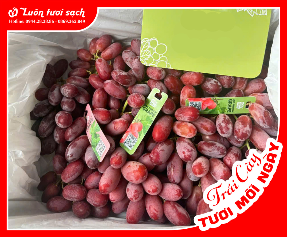 Nho đỏ China